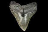 Serrated, Fossil Megalodon Tooth - South Carolina #128295-1